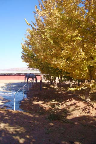 Horse Inside the Area